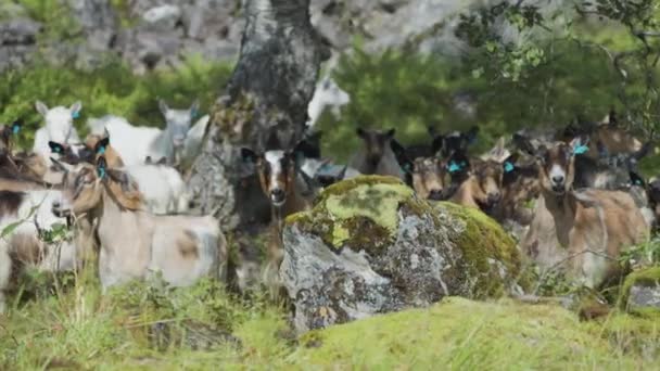 Eine Nahaufnahme Der Ziegenherde Auf Der Steinigen Weide Unter Der — Stockvideo