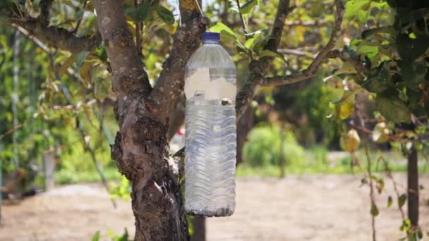 Σπιτικό Έντομα Παγίδα Πλαστικό Μπουκάλι Κρεμασμένο Στο Δέντρο Αργή Κίνηση — Αρχείο Βίντεο
