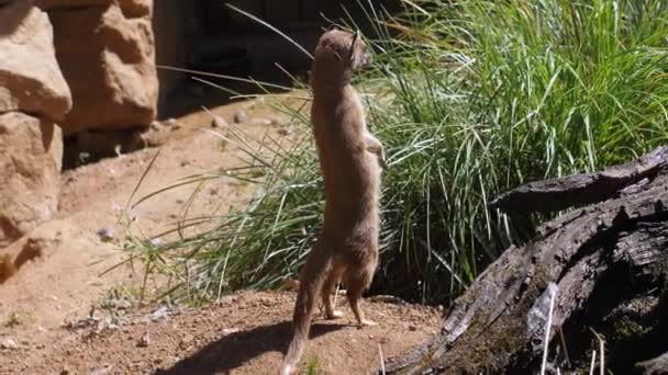 Standing Mongoose Looks Walks Away Dessert Landscape Static — Stock Video