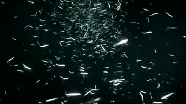 Viele Silberfische Schwimmen Nachts Schwarzen Ozean Reflektieren Taucherlampen — Stockvideo