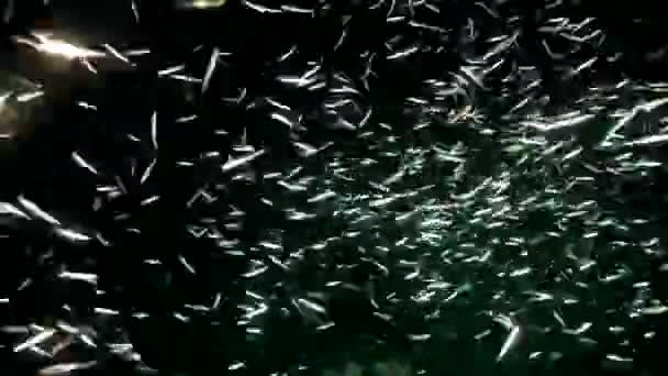 Viele Kleine Silberfische Schwimmen Nachts Über Korallenriff — Stockvideo