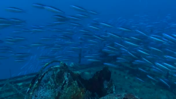 Fusilero Azul Neón Nadando Sobre Barco Hundido Naufragando Océano Azul — Vídeos de Stock