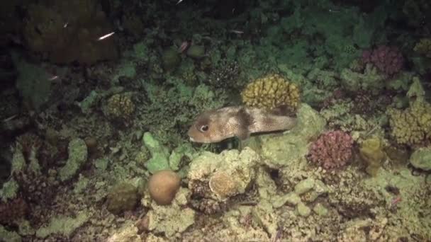 Peixes Porco Espinho Nadando Câmera Lenta Sobre Recifes Coral Noite — Vídeo de Stock