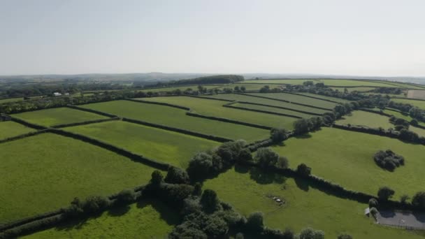 Paesaggio Sempreverde Con Prati Siepi Calstock Cornovaglia Inghilterra Colpo Aereo — Video Stock