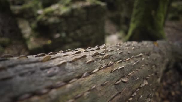 イングランドのケナルベイル自然保護区の公園にノックされた多くのコインの横にあるトランクの景色 選択的フォーカスショット — ストック動画