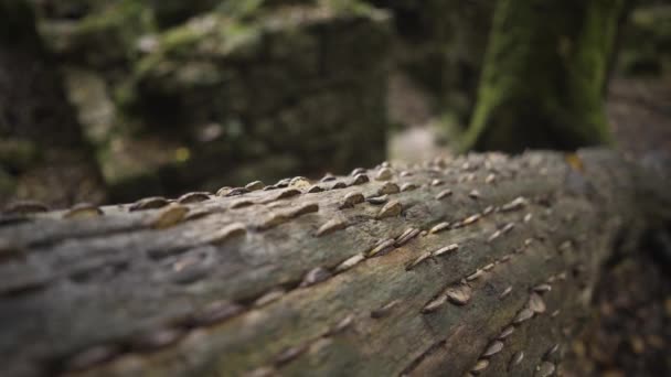 Vue Panoramique Coffre Allongé Avec Nombreuses Pièces Enfoncées Dans Écorce — Video