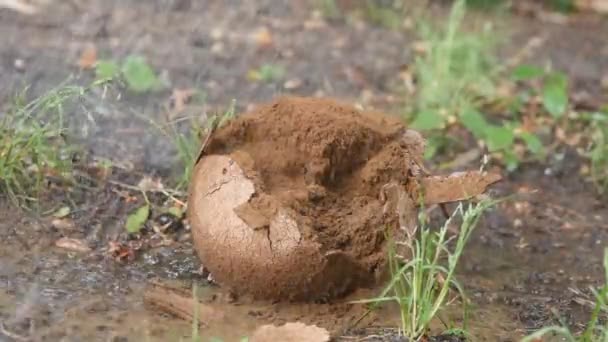 Cogumelo Puffball Gigante Espalhando Esporos Chuva — Vídeo de Stock