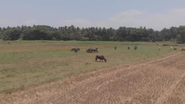 インドのゴアにあるリゾートのオープンフィールドで 混雑した雄牛や牛が草を食べるのをドローン映画の軌道で撮影しました — ストック動画