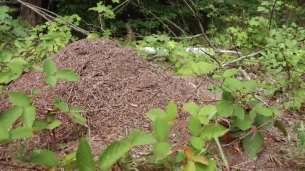 Mrówka Lesie Otoczona Roślinami Zamknij Się — Wideo stockowe
