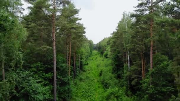 Vuela Lejos Bosque Densamente Vegetado Con Árboles Altos Coníferas Disparo — Vídeo de stock