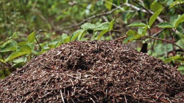 黑蚂蚁从森林里的蚁丘中来来去去 — 图库视频影像