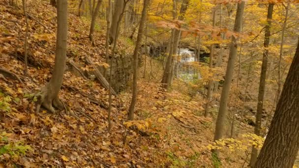 Krajina Podzimního Lesa Horského Potoka — Stock video