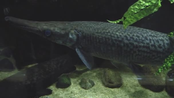 Αλιγάτορας Gar Κολύμβηση Ενυδρείο Στην Gdynia Πολωνία Κλείσε — Αρχείο Βίντεο