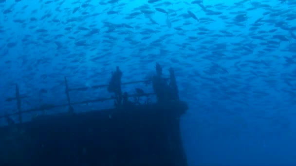 Підводний Корабель Розбився Глибокому Блакитному Морі Багатьма Рифовими Рибами — стокове відео