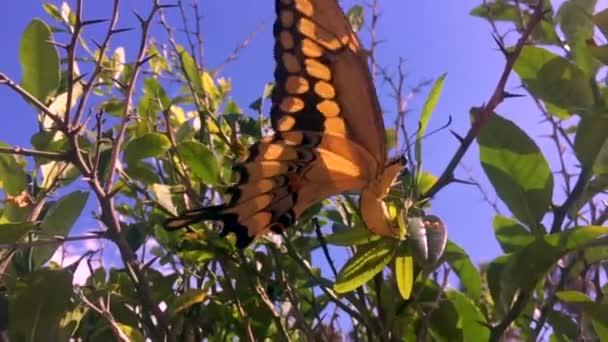 Een Close Foto Van Een Prachtige Vlinder Het Zonlicht Schijnbaar — Stockvideo