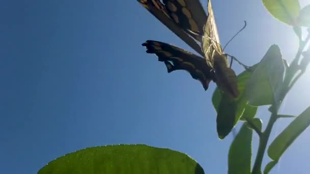 Tiro Perto Uma Bela Borboleta Luz Sol Aparentemente Está Colocando — Vídeo de Stock