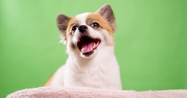 Portrait Cute Fluffy Puppy Pomeranian Spitz Little Smiling Dog Lying — Stock Video