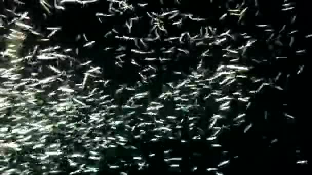 銀魚が速く泳ぎ 夜のダイビングで方向を変える — ストック動画