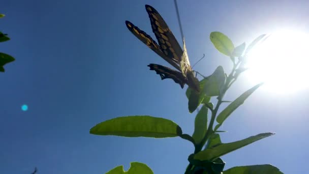 Zblízka Záběr Krásného Motýla Slunci Zdánlivě Klade Vejce Citrusové Listy — Stock video