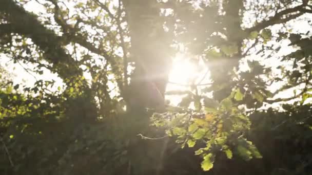 秋の間に葉で木の枝の後ろに輝く太陽 終わりだ — ストック動画