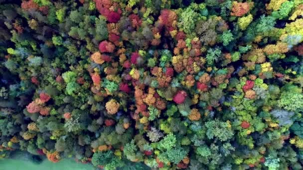 在五彩斑斓的森林里 从上到下 拍摄着五彩斑斓的秋树 — 图库视频影像