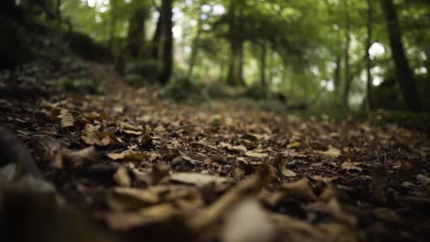 Upadłe Liście Sezonie Jesiennym Owoce Kasztanowe Odbierane Przez Osobę Rezerwatu — Wideo stockowe