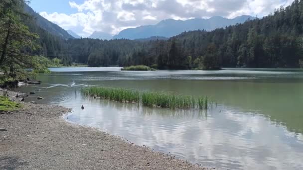 オーストリアの山の中の湖にアヒル Tirol Weiensee — ストック動画