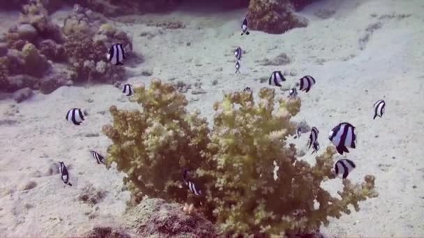 Küçük Sert Mercan Üzerinde Çizgili Küçük Kız Balığı — Stok video