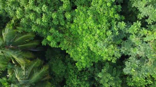 Aerial View Shot Deep Green Jungle — Stock Video