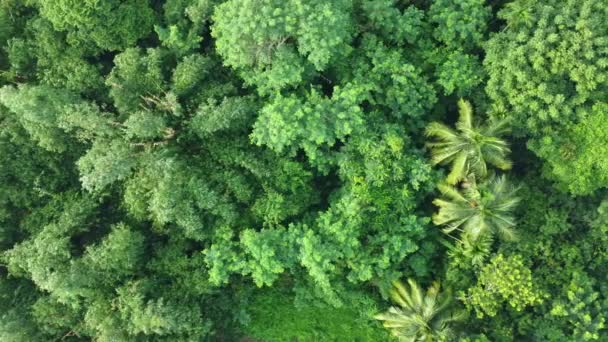 Вид Воздуха Своего Рода Глубокие Зеленые Джунгли — стоковое видео