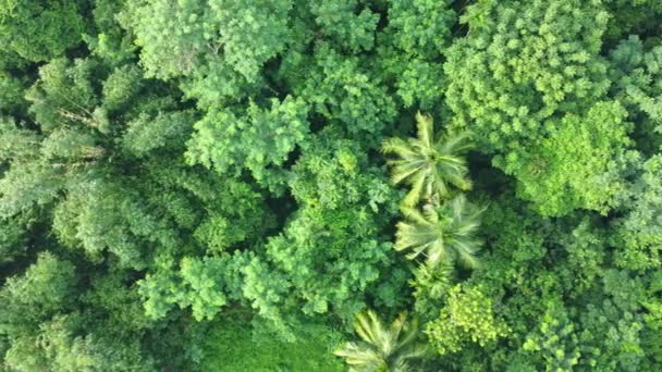 Ариэльский Снимок Глубоких Зеленых Джунглей — стоковое видео