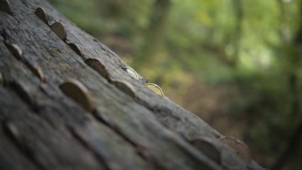 Coins Inserted Old Tree Trunk Bark Kennall Vale Nature Reserve — стокове відео