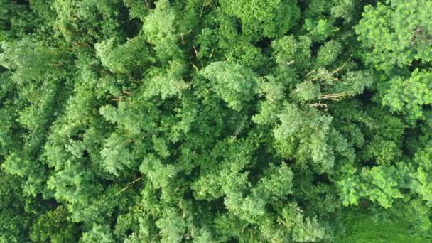 Aerial View Deep Green Tree — Stock Video