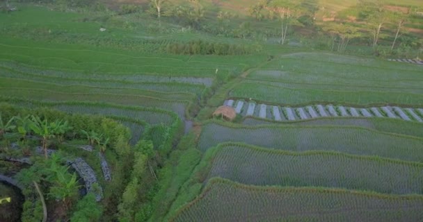 Asya Kırsalında Tarımsal Pirinç Tarlalarıyla Çevrili Çiftlik Kulübesi Hava Yörüngesi — Stok video
