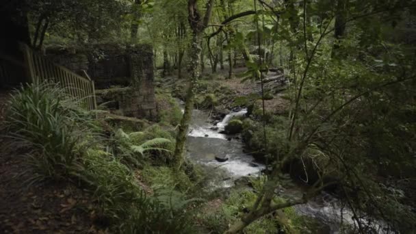 Strömmen Flödar Kennall Vale Woodland Ponsanooth Cornwall England Högvinkelskott — Stockvideo