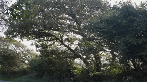 Ruhige Aussicht Auf Dichte Bäume Herbst Tagsüber — Stockvideo