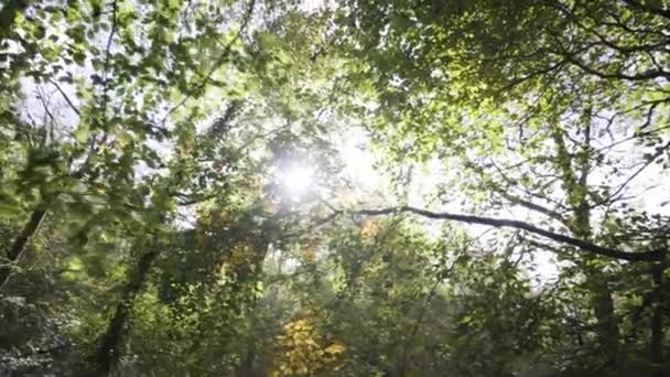 イギリスのコーンウォールにあるケナルヴェイルの森の初秋の葉の木のコピー 低い角度パン左 — ストック動画