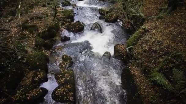 肯纳尔河在英格兰康沃尔的风景如画的林地肯纳尔谷 倾斜向上 — 图库视频影像