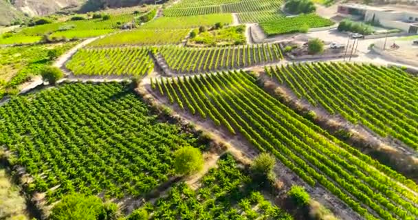 Aerial Drone Footage Vineyards Golden Green Grape Field Rows Koilani — Vídeos de Stock
