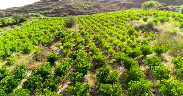 Aerial Drone Footage Vineyards Golden Green Grape Field Rows Koilani — Stok video