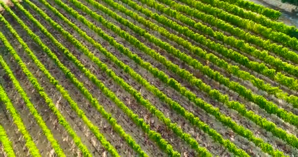 Aerial Drone Footage Vineyards Golden Green Grape Field Rows Koilani — Stockvideo