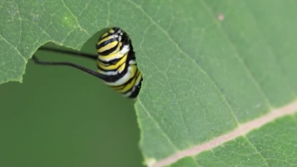 Monarch Caterpillar Τρώει Ένα Φύλλο Milkweed Κοντινό Πλάνο — Αρχείο Βίντεο