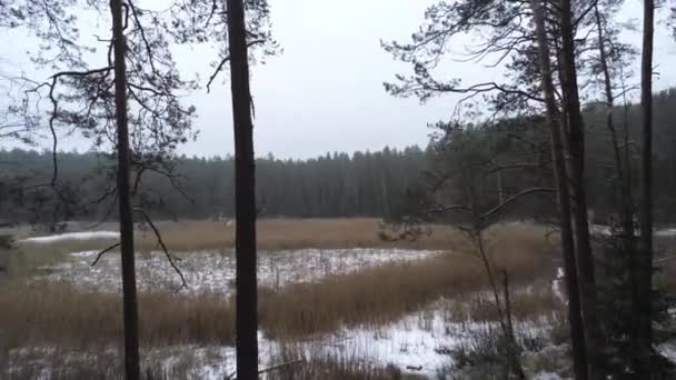 追踪森林自然区的镜头 从树林里出来 用雪把草地铺开 — 图库视频影像