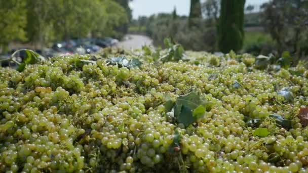 スペインのブドウ畑で新鮮な緑のブドウの大規模な山 閉じる スローモーション — ストック動画