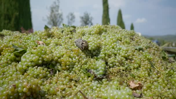 Close Grande Pilha Uvas Verdes Recém Colhidas Vinha — Vídeo de Stock