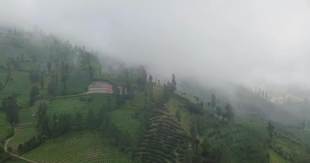 Drónlövedék Hegy Lejtőjén Sűrű Köd Borítja Erdőket Irtottak Hegyoldalban Ültetvények — Stock videók