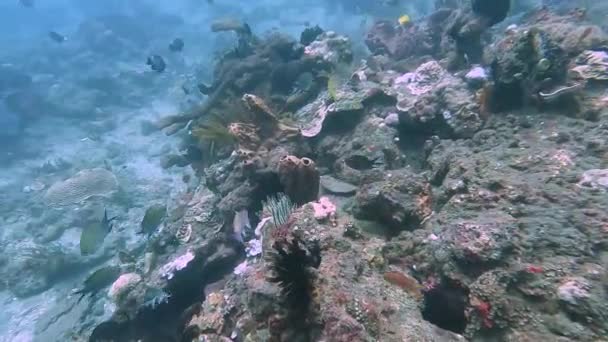 Immersioni Subacquee Sana Barriera Corallina Botti Mare Nel Triangolo Corallino — Video Stock