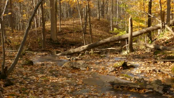 Zasněný Statický Záběr Forresta Zlatých Podzimních Barvách Během Podzimu Stromy — Stock video