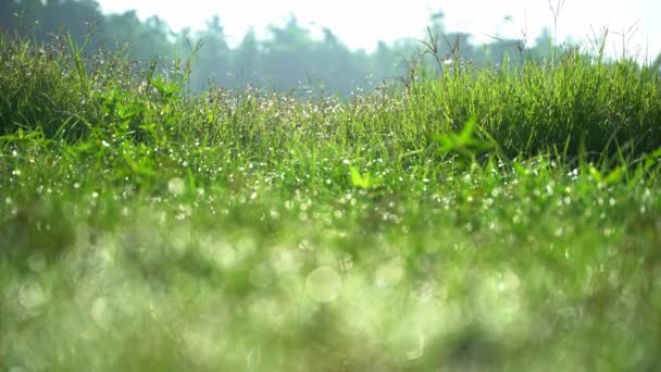 Dew Fell Durba Grass Morning — Stock Video