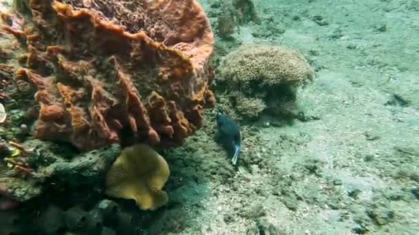 Ένα Όμορφο Μαύρο Pufferfish Blowfish Που Κολυμπούν Πάνω Από Κοραλλιογενή — Αρχείο Βίντεο